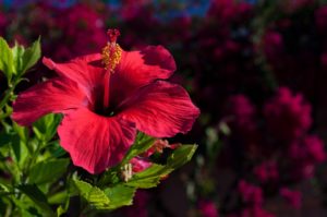 hibiscus