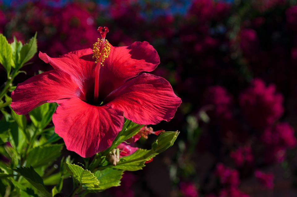 ELLEdécouvre : la fleur d'hibiscus, des champs au soin de beauté - Elle